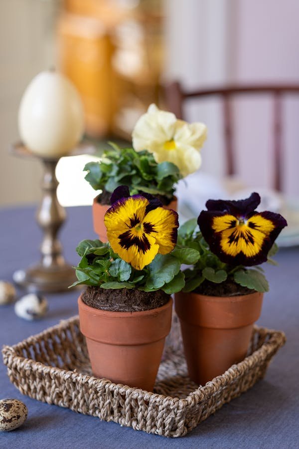 Les clés du jardinage : astuces pour réussir vos plantes